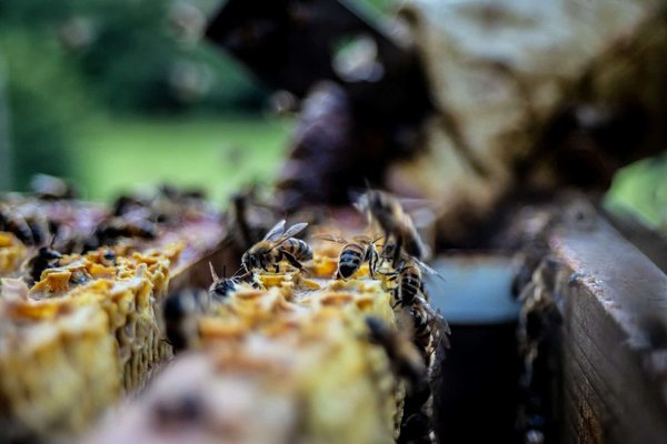 Comment préparer un déménagement pour un apiculteur avec son matériel d'apiculture ?