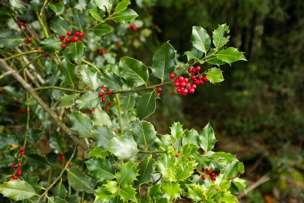 Quels sont les meilleurs choix d'arbustes persistants pour une haie en zone urbaine?